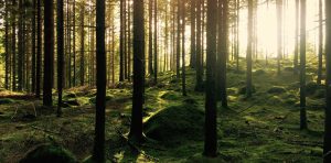 Forêt