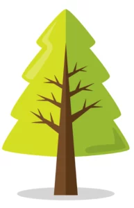 Thomas ROCABOY Expert forestier